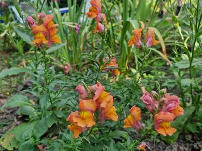 IMG-20250904-WA0015
