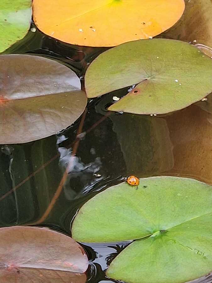 IMG-20250904-WA0016