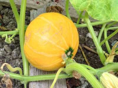 IMG-20250904-WA0021