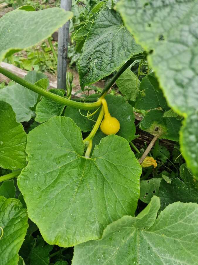 IMG-20250904-WA0011
