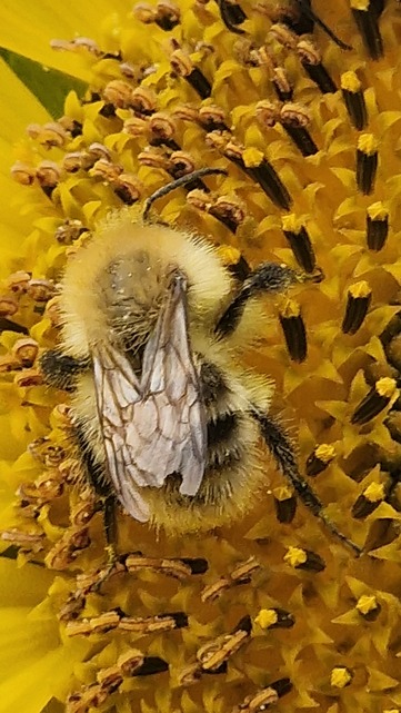 bees bees